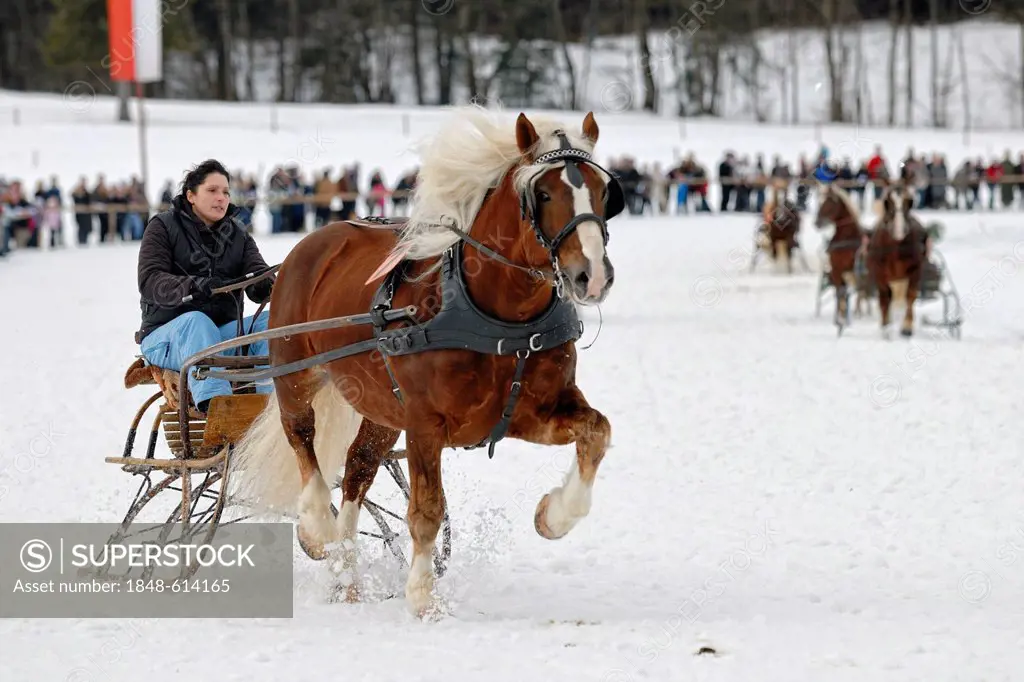 Traber show driving at the horse-sleigh race in Parsberg, Upper Bavaria, Bavaria, Germany, Europe