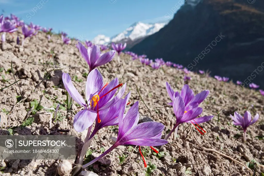 Blooming Saffron Crocus (Crocus sativus) on the small saffron fields of the municipality of Mund in the mountains of the canton of Valais, Switzerland...