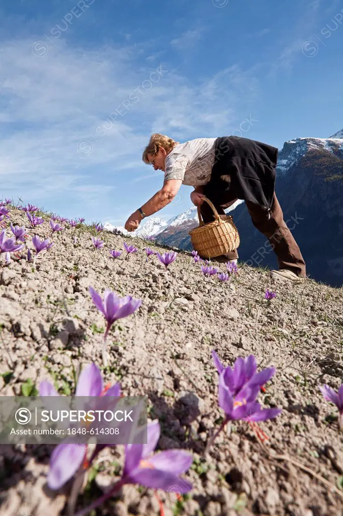 A resident of the Valais village of Mund gathering blooming Saffron Crocus (Crocus sativus) on the small saffron fields of the municipality of Mund in...