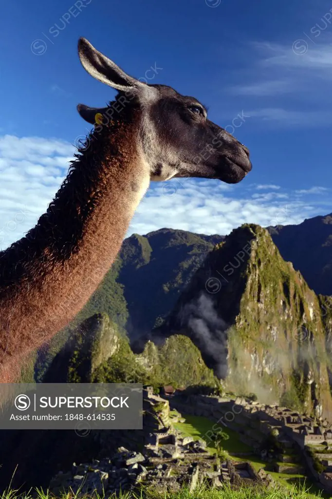 Llama (Lama glama), in front of Machu Picchu, near Cuzco, Cuzco, Peru, South America