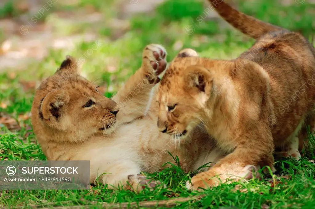 Lion (Panthera leo), two cubs playing, African species, captive, The Netherlands, Europe