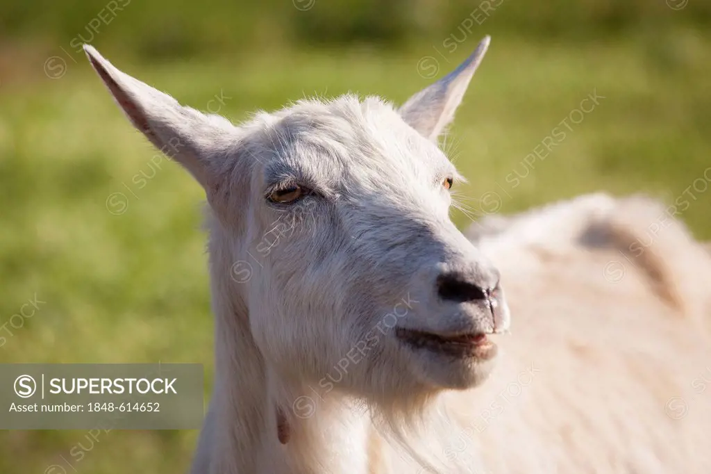 Domestic goat (Capra aegagrus hircus), Limburg an der Lahn, Hesse, Germany, Europe