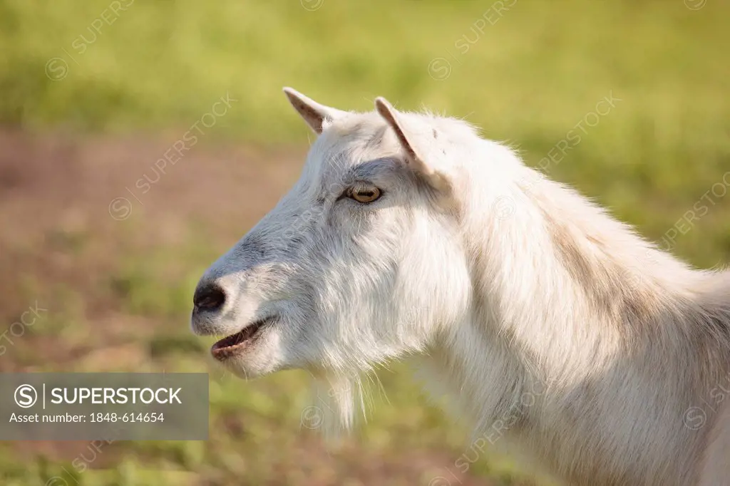Domestic goat (Capra aegagrus hircus), Limburg an der Lahn, Hesse, Germany, Europe