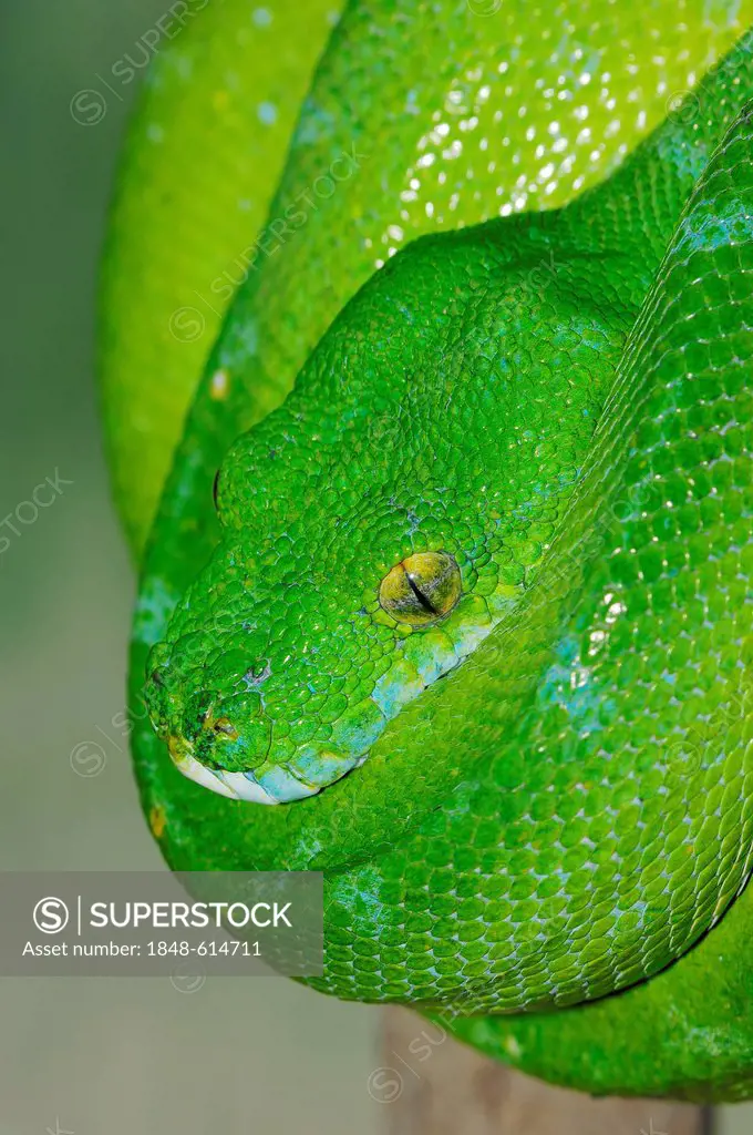 Green tree python (hondropython viridis, Morelia viridis), found in New Guinea and northern Australia, captive, Netherlands, Europe
