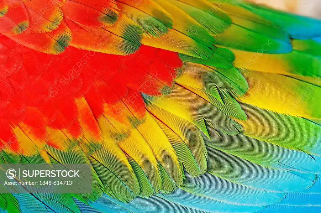 Hybrid of scarlet macaw and red-and-green macaw (Ara macao x Ara chloroptera), detailed view of the feathers, found in South America, captive, Netherl...