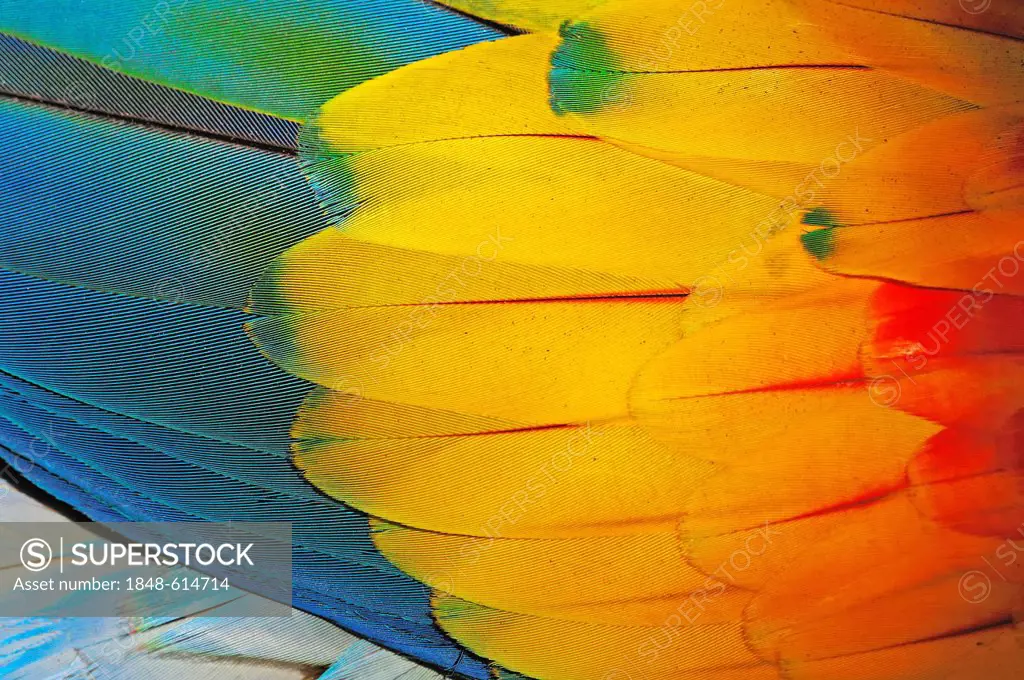 Scarlet macaw (Ara macao), detailed view of the feathers, found in South America, captive, Netherlands, Europe
