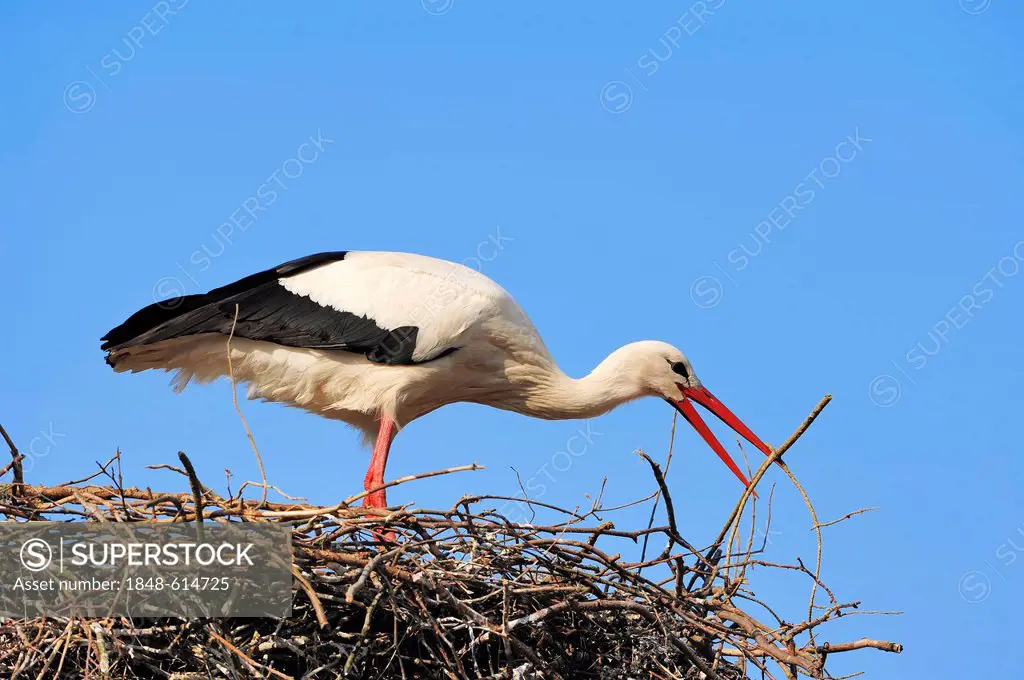 White stork (Ciconia ciconia), constructing nest, North Rhine-Westphalia, Germany, Europe