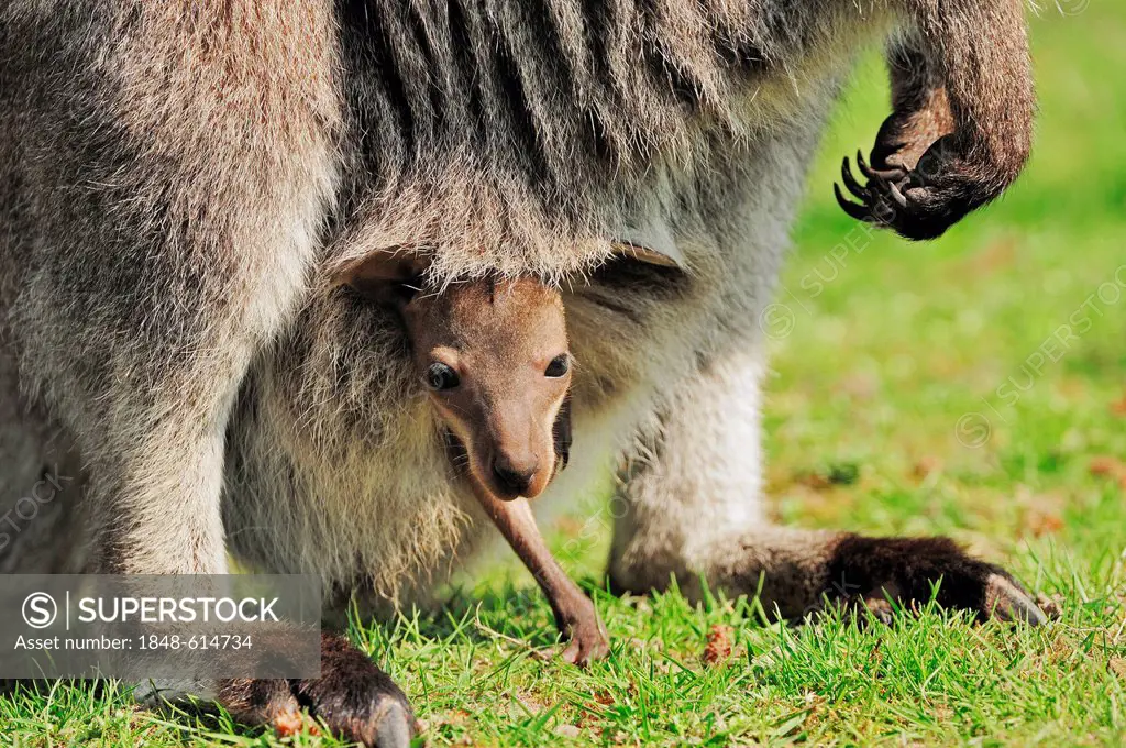 Red-necked wallaby (Macropus rufogriseus), joey in pouch, found in Australia, captive, North Rhine-Westphalia, Germany, Europe