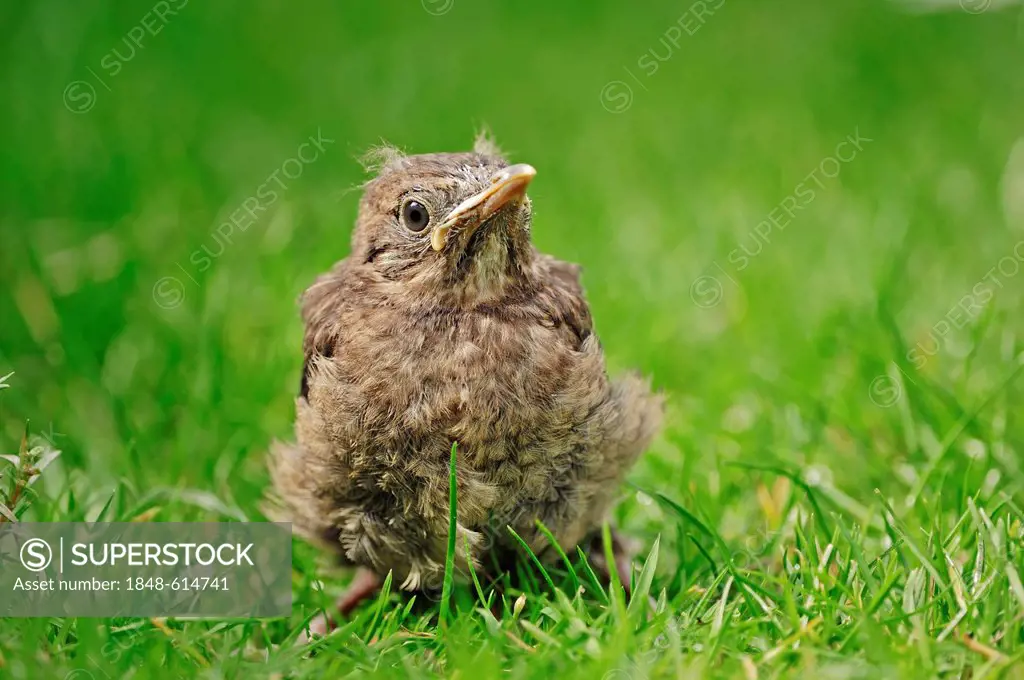 Blackbird (Turdus merula), fledgling, North Rhine-Westphalia, Germany, Europe