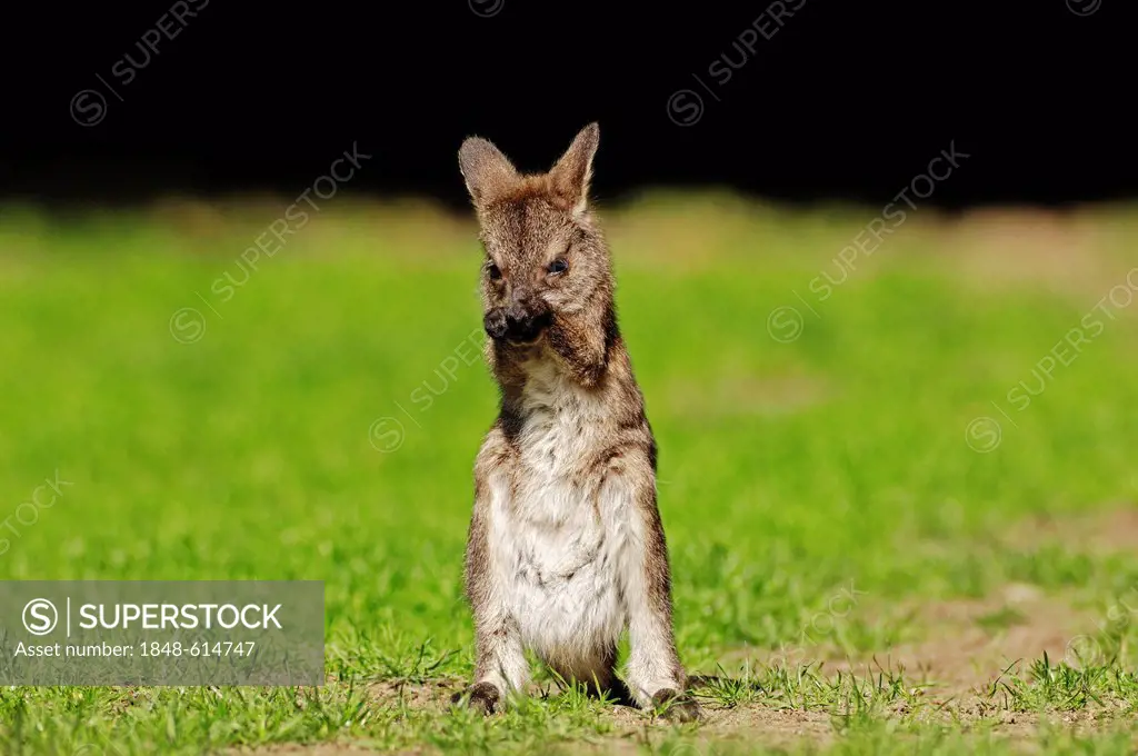 Red-necked wallaby (Macropus rufogriseus), joey, found in Australia, captive, North Rhine-Westphalia, Germany, Europe