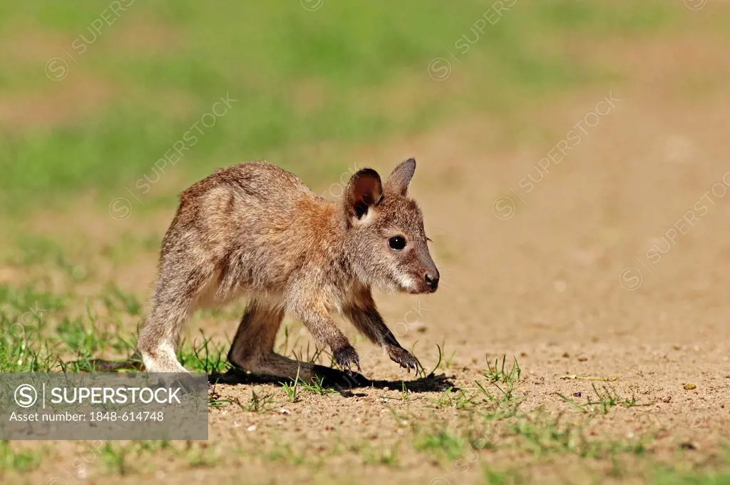 Red-necked wallaby (Macropus rufogriseus), joey, found in Australia, captive, North Rhine-Westphalia, Germany, Europe
