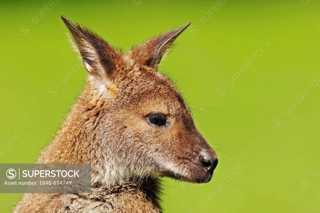 Red-necked wallaby (Macropus rufogriseus), portrait, found in Australia, captive, North Rhine-Westphalia, Germany, Europe