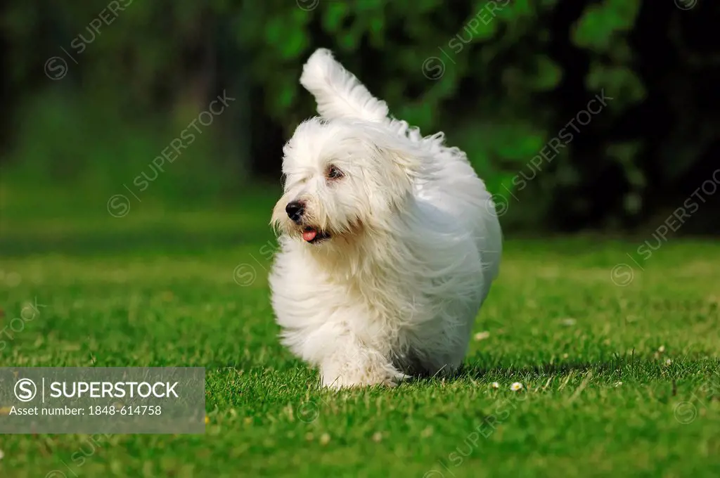 Coton de Tulear, dog (Canis lupus familiaris)