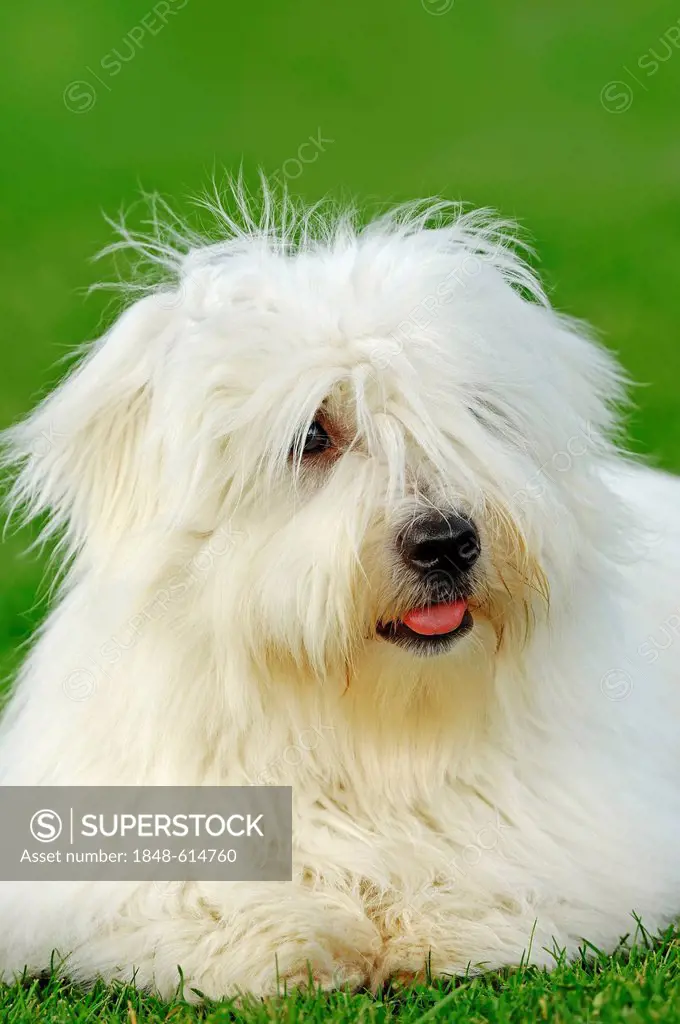 Coton de Tulear, dog (Canis lupus familiaris)