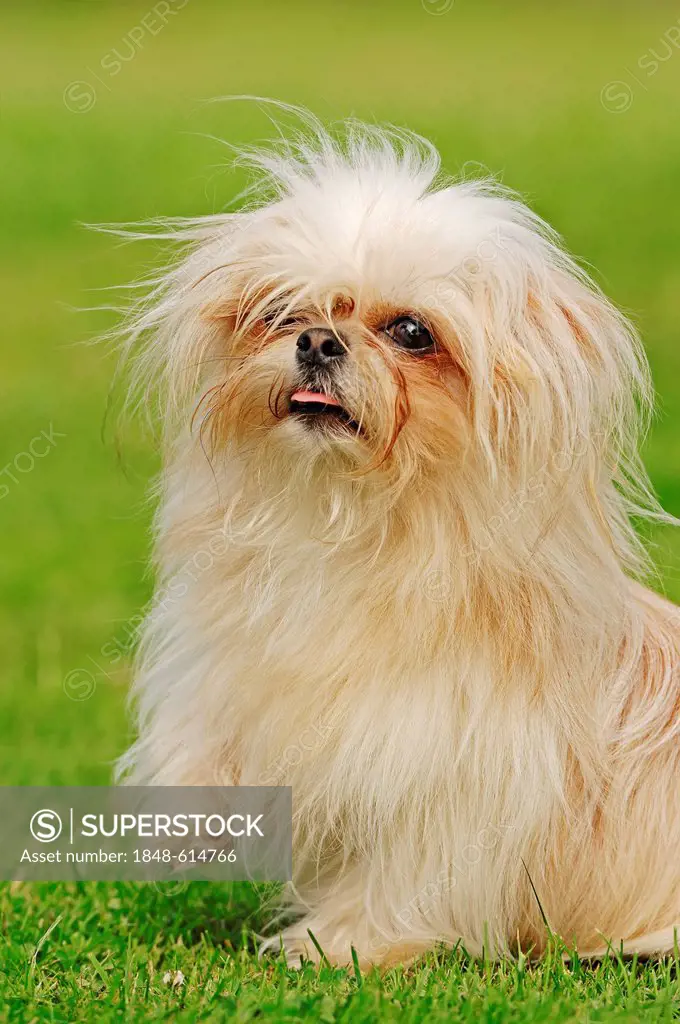 Toy Mi-Ki, a rare breed of dog (Canis lupus familiaris)