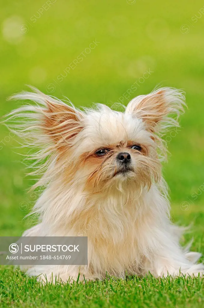 Toy Mi-Ki, a rare breed of dog (Canis lupus familiaris)