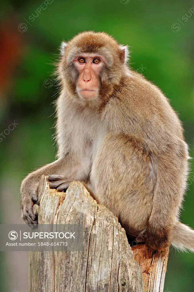 Japanese macaque (Macaca fuscata), found in Japan, captive, Germany, Europe