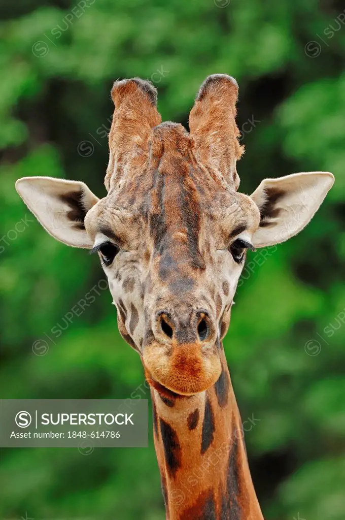 Rothschild giraffe (Giraffa camelopardalis rothschildi), portrait, found in Africa, captive, France, Europe