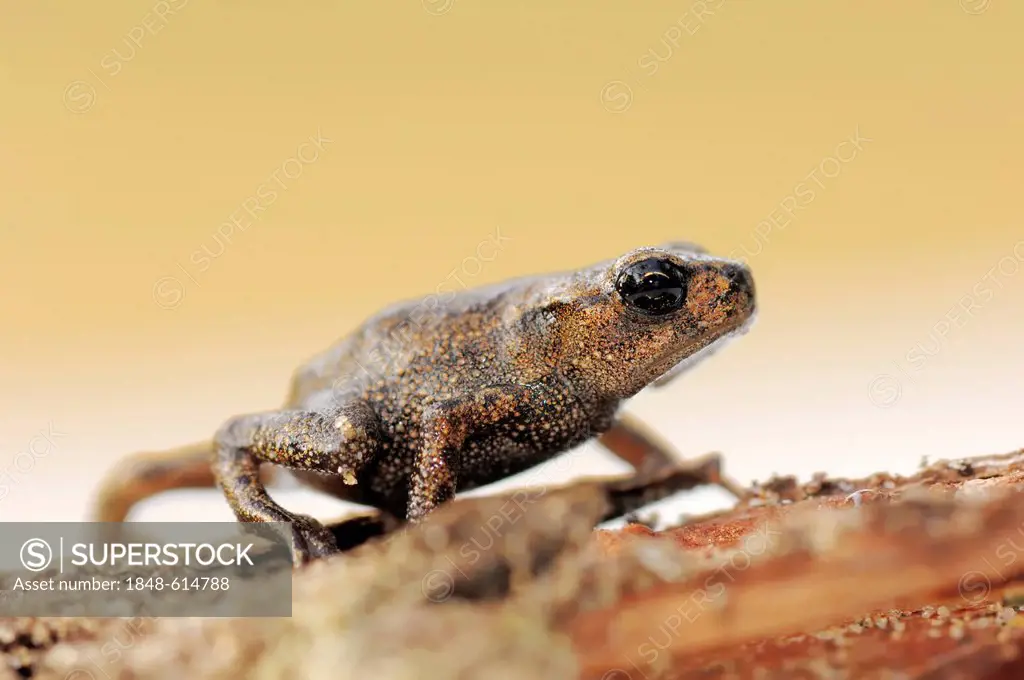 Common toad (Bufo bufo), young toad, Hoge Veluwe National Park, Gelderland, the Netherlands, Europe