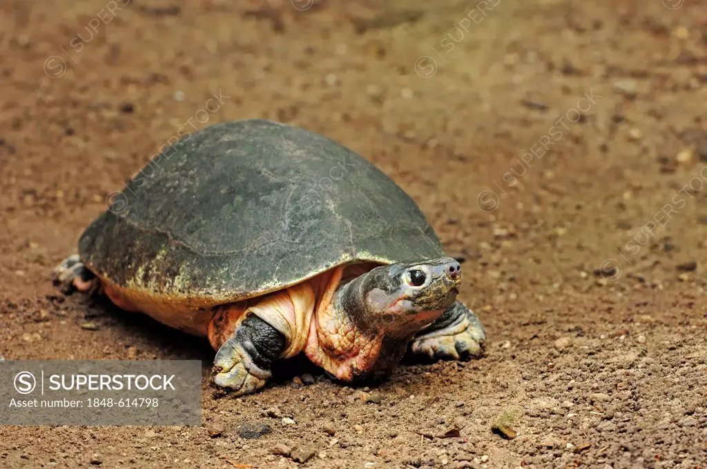 Malaysian giant turtle (Orlitia borneensis), found in Asia, captive, Belgium, Europe