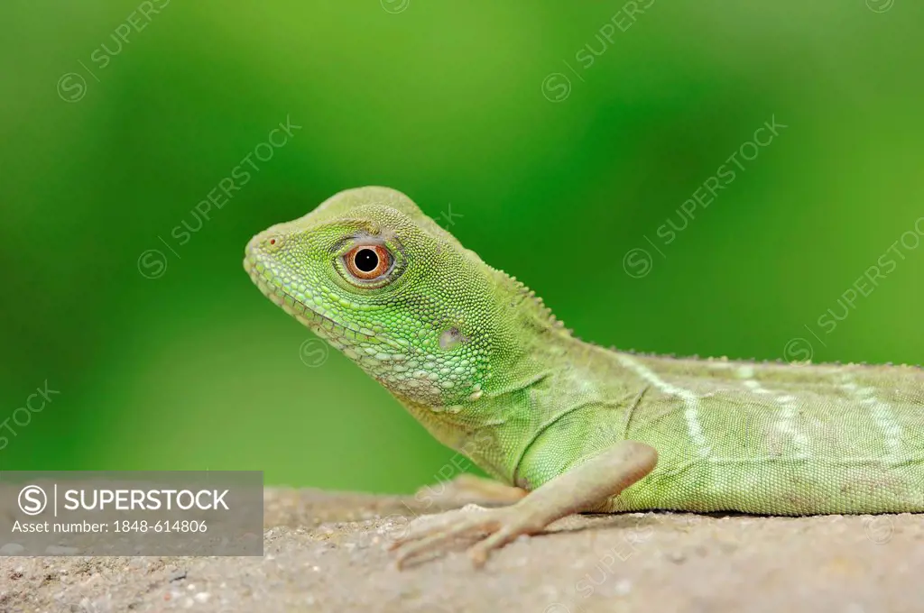 Chinese water dragon (Physignathus cocincinus), young animal, found in Asia, captive, North Rhine-Westphalia, Germany, Europe