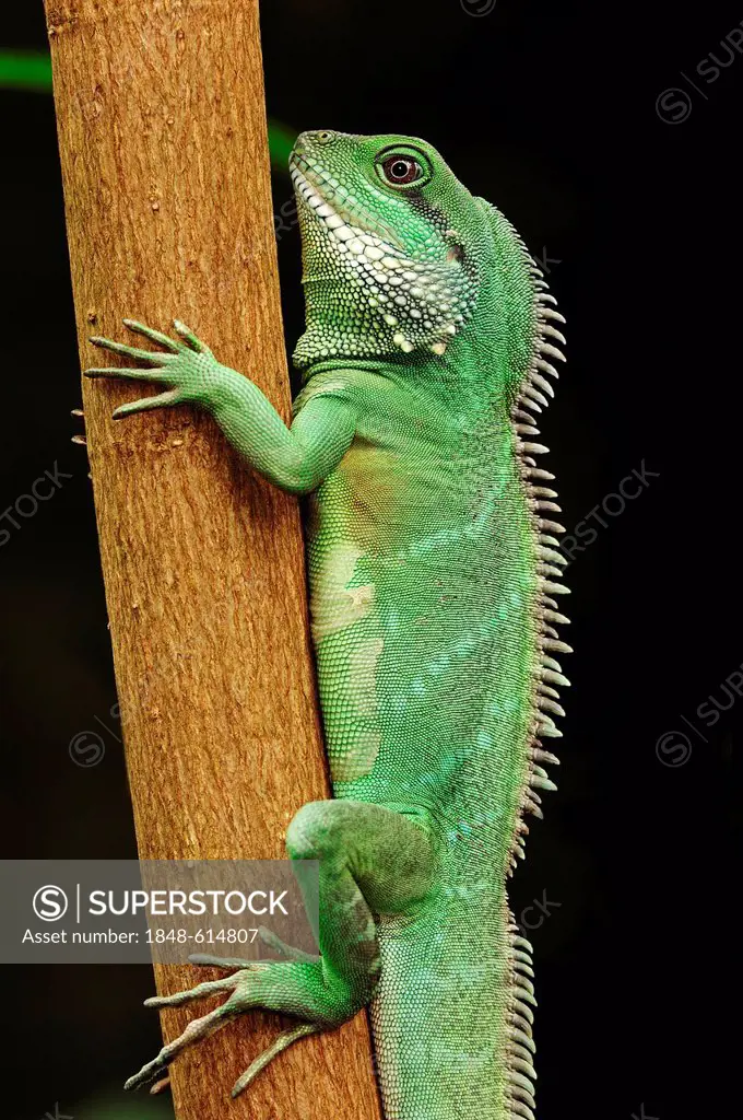 Chinese water dragon (Physignathus cocincinus), found in Asia, captive, North Rhine-Westphalia, Germany, Europe