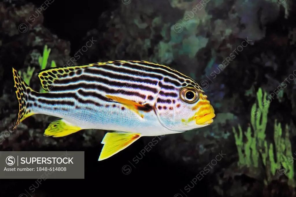 Diagonal-banded sweetlip (Plectorhinchus lineatus), found in the Indo-Pacific Ocean, captive, Germany, Europe