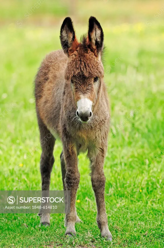 Donkey (Equus asinus asinus), foal standing in the pasture, North Rhine-Westphalia, Germany, Europe