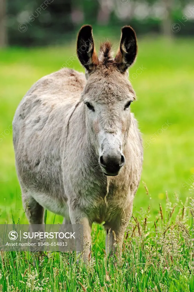 Donkey (Equus asinus asinus), standing in the pasture, North Rhine-Westphalia, Germany, Europe