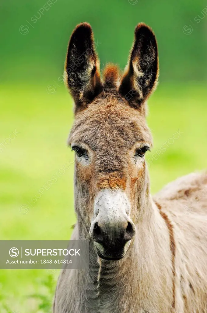 Donkey (Equus asinus asinus), portrait, North Rhine-Westphalia, Germany, Europe