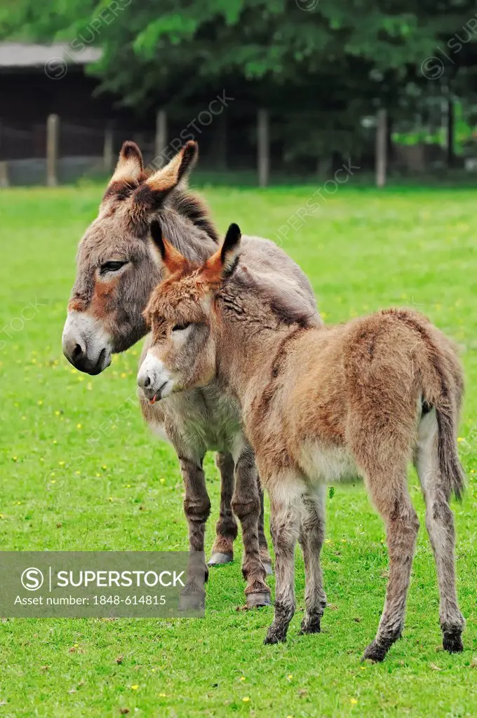 Donkey (Equus asinus asinus), a mare and a foal standing in the pasture, North Rhine-Westphalia, Germany, Europe