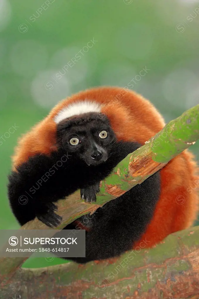 Red-ruffed lemur (Varecia variegata rubra), found in Madagascar, captive, Germany, Europe