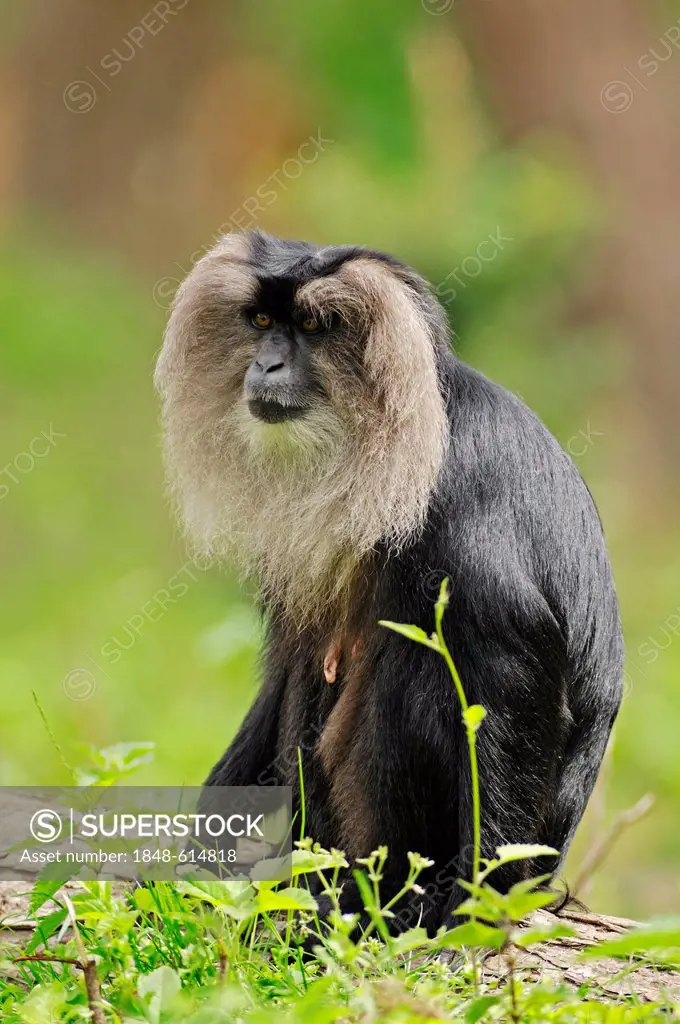 Lion-tailed macaque (Macaca silenus), female, found in India, captive, Belgium, Europe