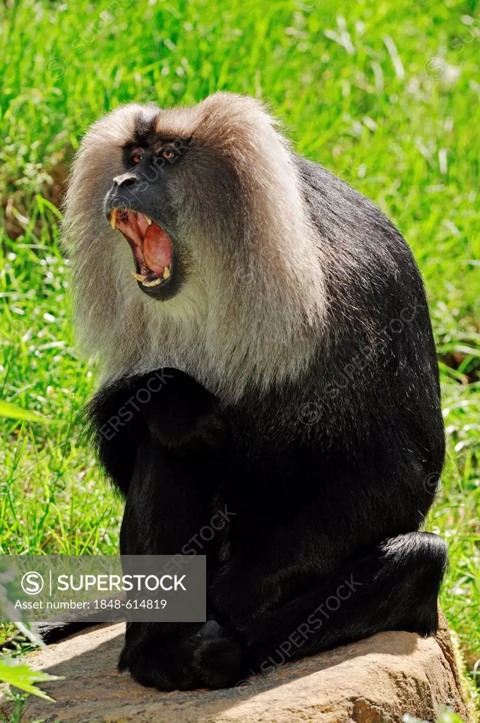 Lion-tailed macaque (Macaca silenus), male, yawning, found in India, captive, Belgium, Europe