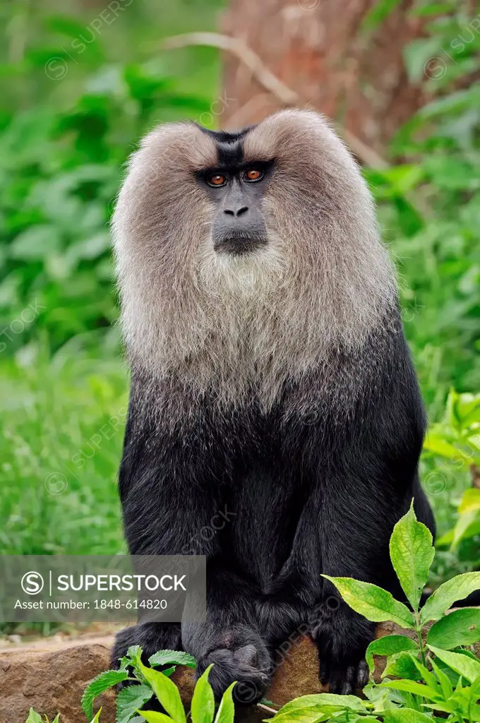 Lion-tailed macaque (Macaca silenus), male, found in India, captive, Belgium, Europe