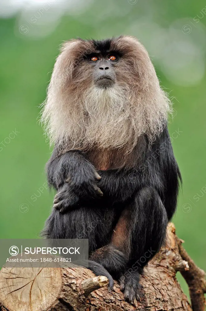 Lion-tailed macaque (Macaca silenus), found in India, captive, Belgium, Europe