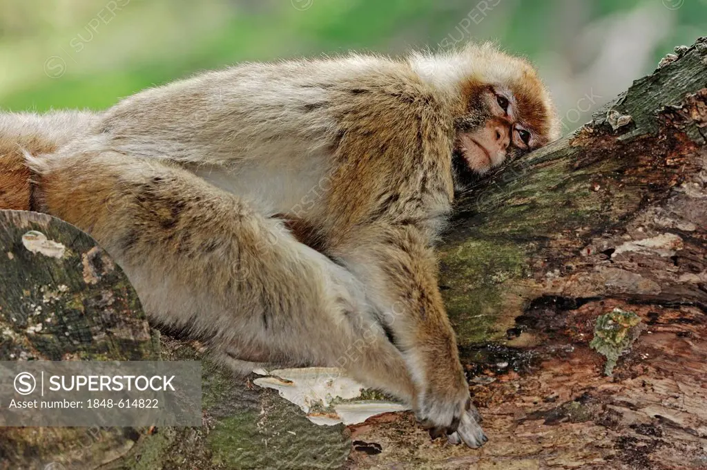 Barbary macaque (Macaca sylvanus, Macaca sylvana), sleeping on a tree trunk, found in Morocco, Algeria and Gibraltar, captive, North Rhine-Westphalia,...