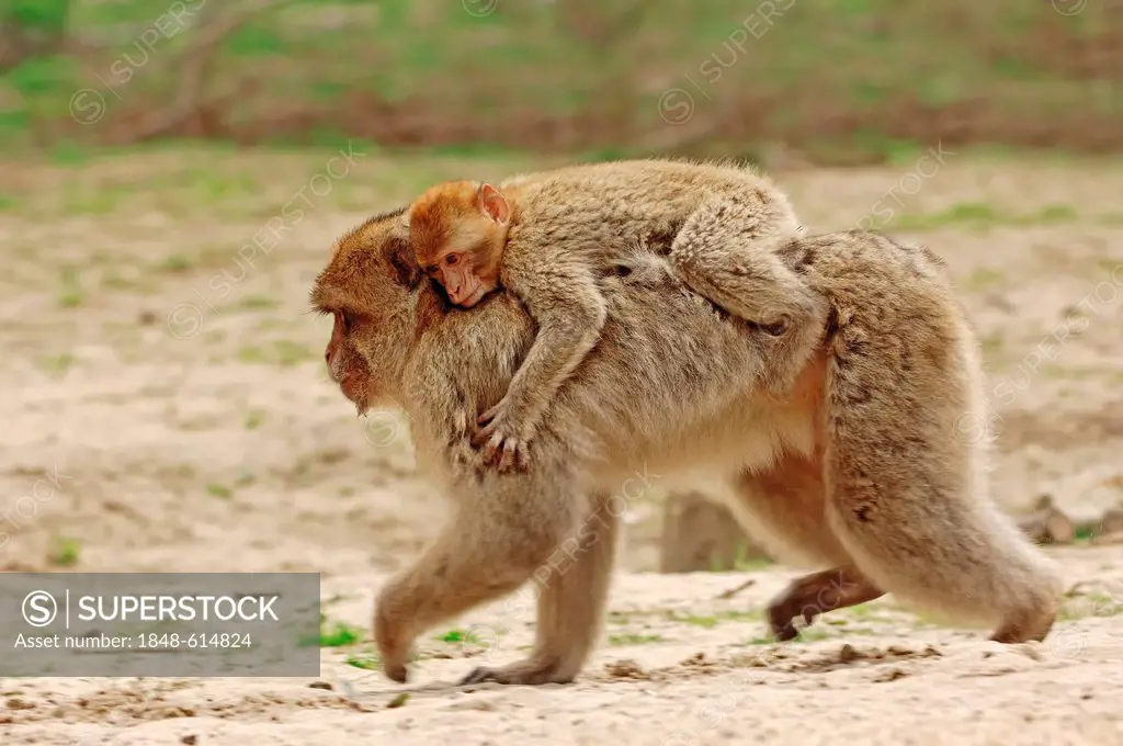 Barbary macaques (Macaca sylvanus, Macaca Sylvana), female with infant, found in Morocco, Algeria and Gibraltar, captive, North Rhine-Westphalia, Germ...