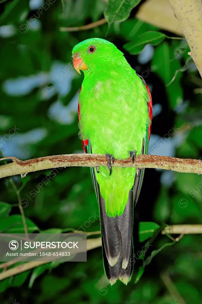 Red-winged parrot (Aprosmictus erythropterus), male, found in Australia, captive, North Rhine-Westphalia, Germany, Europe