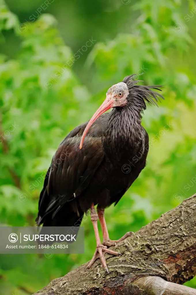 Northern bald ibis (Geronticus eremita), captive, Germany, Europe