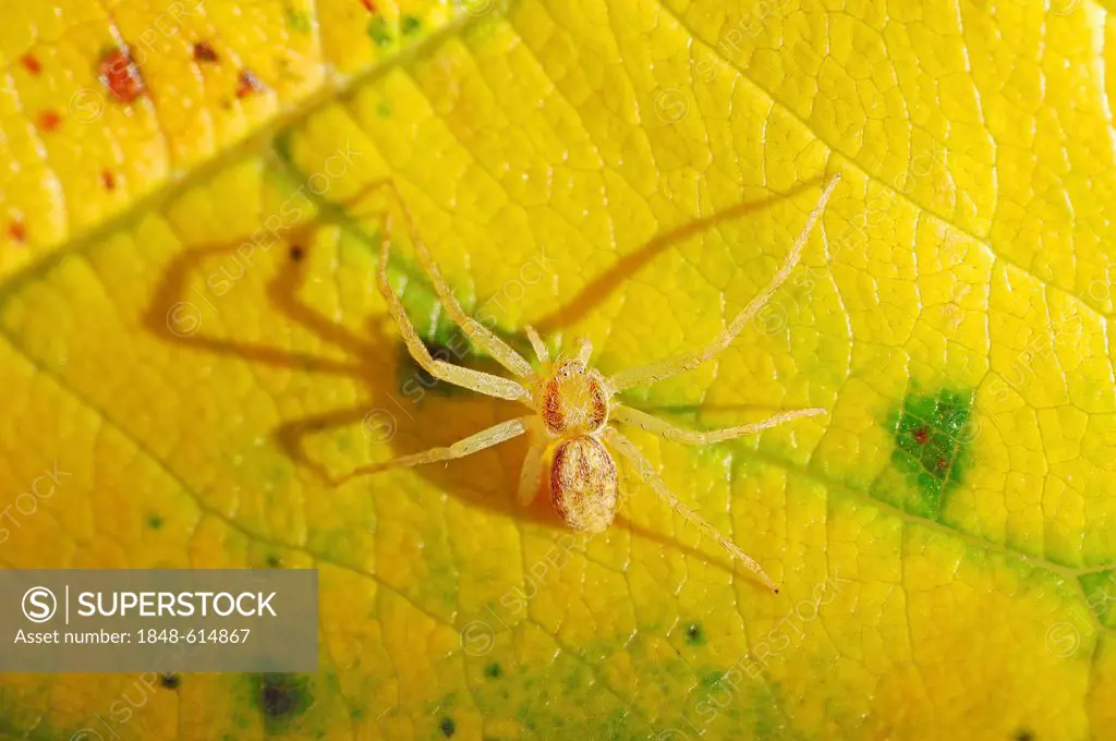 Running crab spider (Philodromus aureolus), female, North Rhine-Westphalia, Germany, Europe