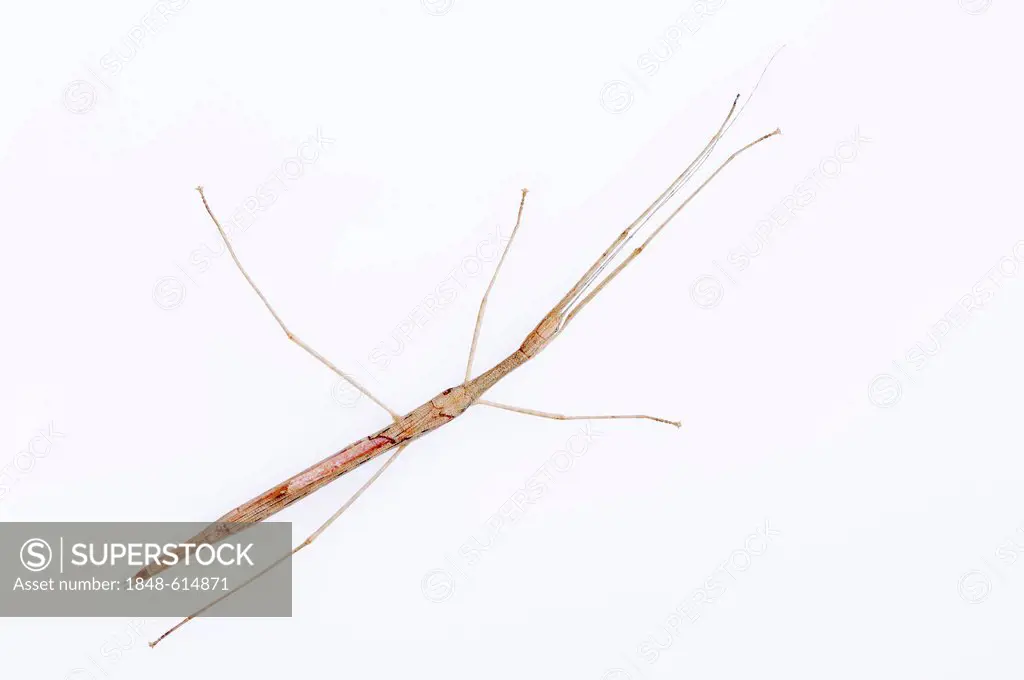 Pink wing stick insect (Sipyloidea Sipylus), found in Southeast Asia, captive, Bergkamen, North Rhine-Westphalia, Germany, Europe