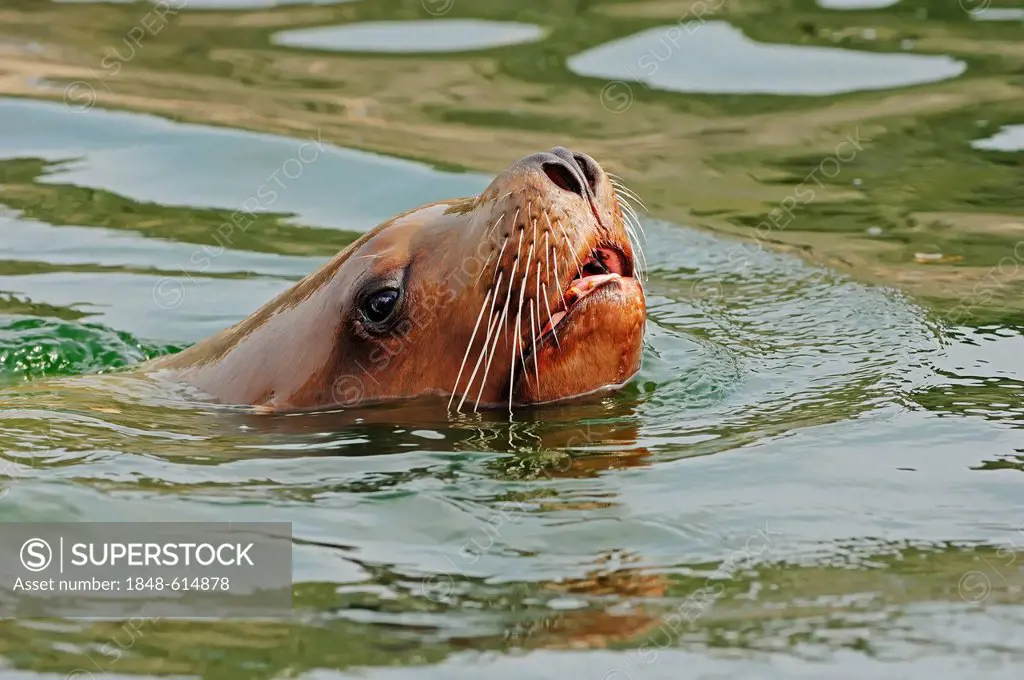 Steller sea lion (Eumetopias jubatus), bull, swimming, California, USA