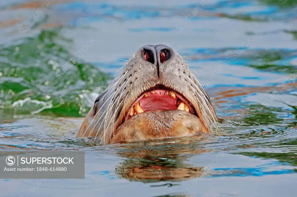 Steller sea lion (Eumetopias jubatus), bull, swimming, California, USA