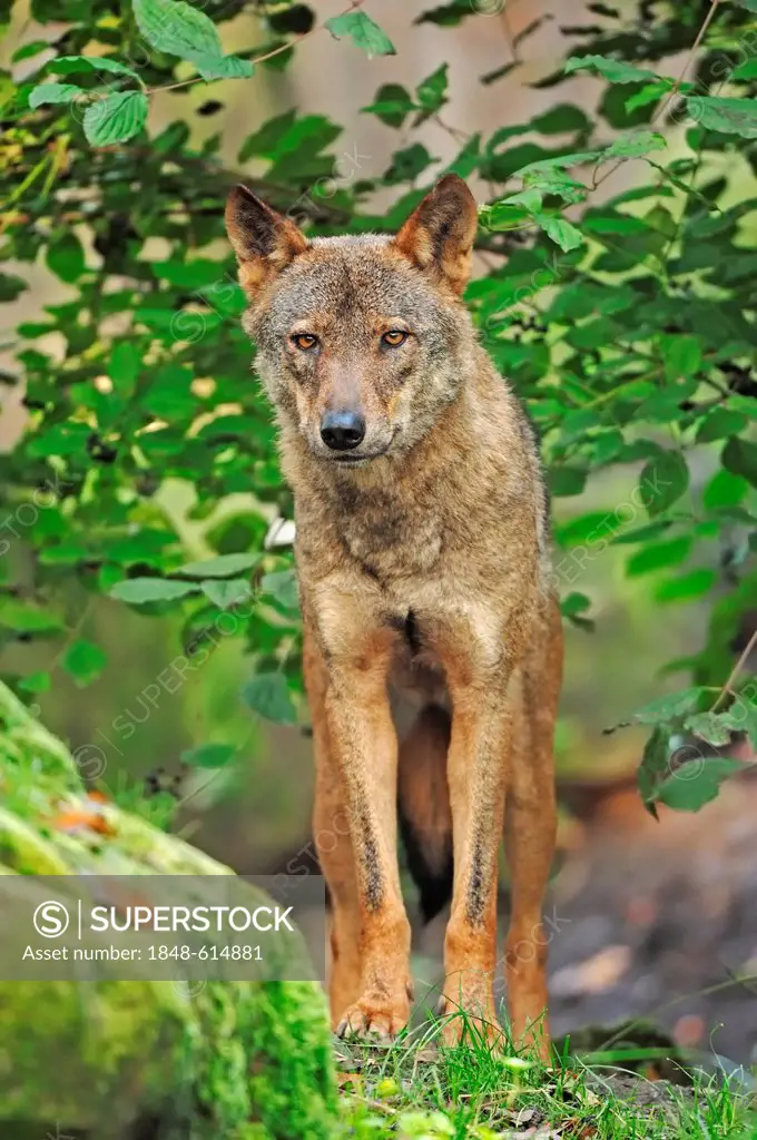 Iberian wolf (Canis lupus signatus), captive, the Netherlands, Europe