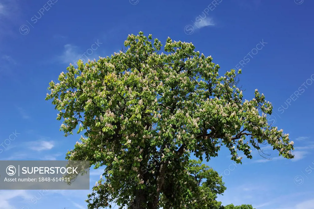 Horse-Chestnut (Aesculus hippocastanum), flowering, against a blue sky, Dennenlohe, Middle Franconia, Bavaria, Germany, Europe