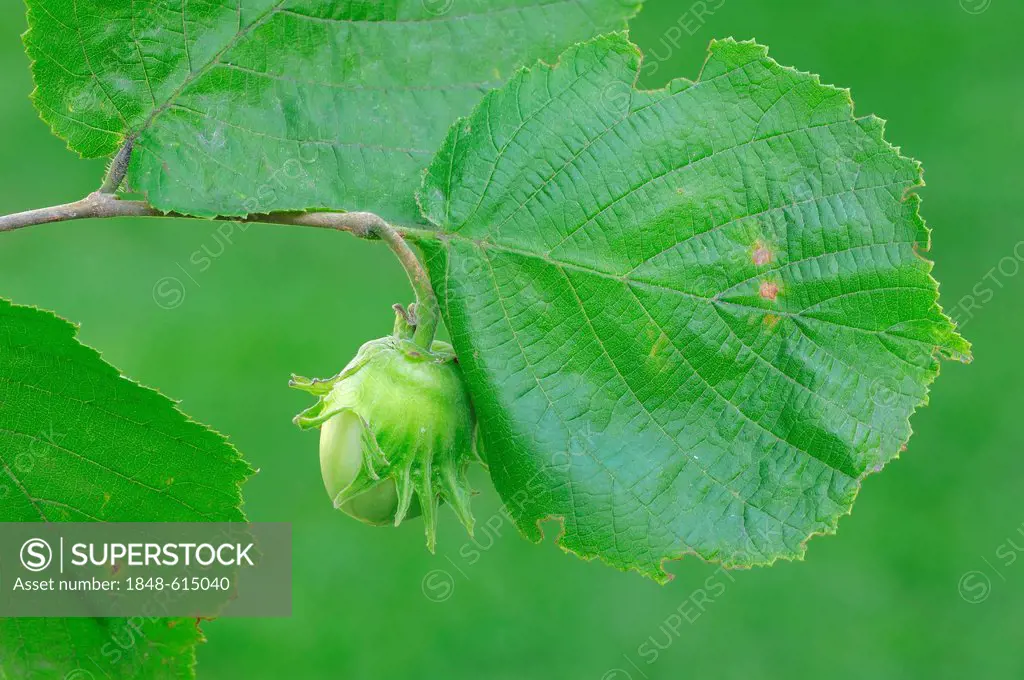 Common hazel (Corylus avellana), a hazelnut and a leaf, North Rhine-Westphalia, Germany, Europe