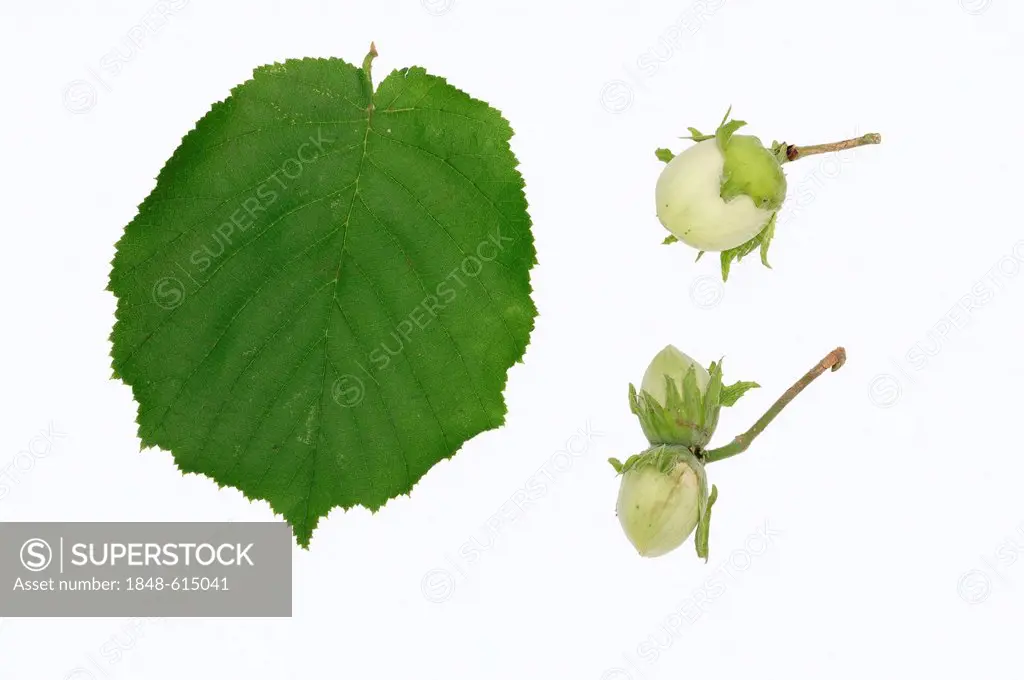 Common hazel (Corylus avellana), a hazelnut and leaves