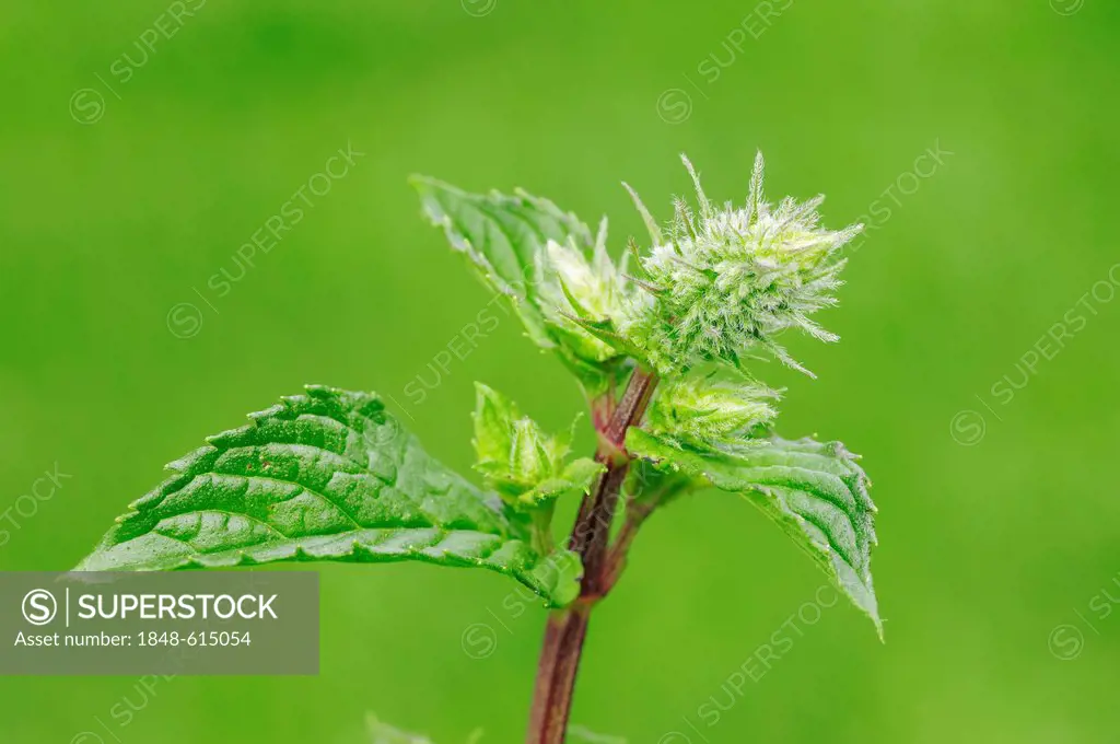 Peppermint (Mentha x piperita), medicinal plant and spice plant, North Rhine-Westphalia, Germany, Europe