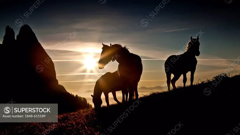 Horses at sunset, Schlern mountain, Seiser Alm alp, Dolomites, province of Bolzano-Bozen, Italy, Europe